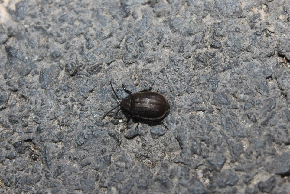 Galeruca pomonae - barna olajosbogár