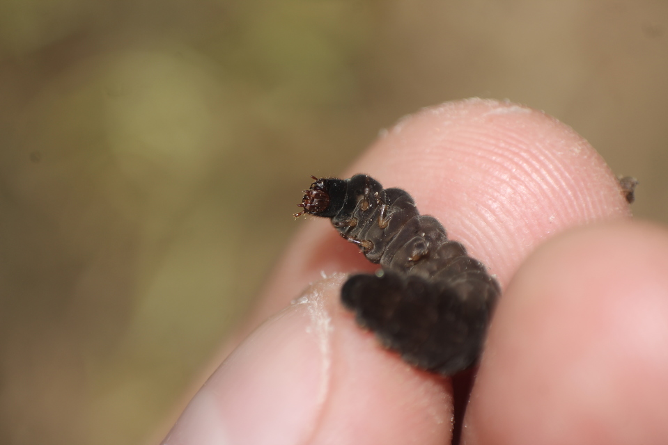 Cantharidae - lágybogárfélék