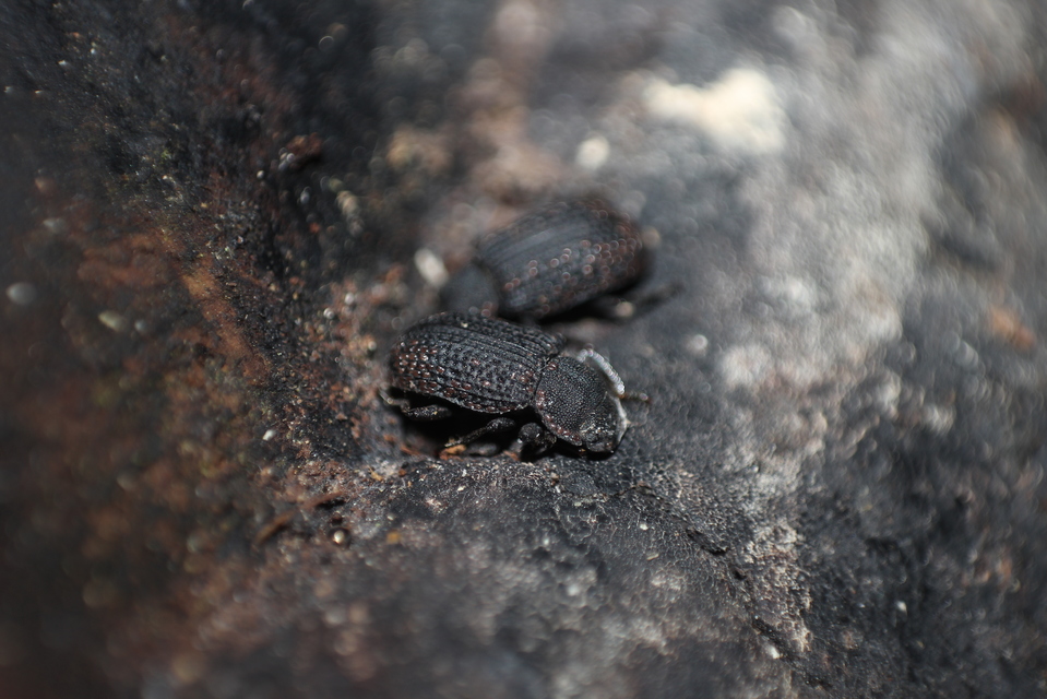 Bolitophagus reticulatus - bordás taplóbogár Bolitophagus reticulatus - bordás taplóbogár