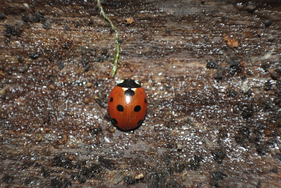 Coccinella septempunctata - hétpettyes katica