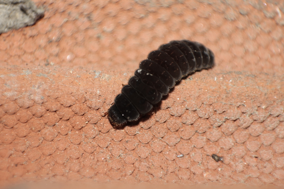 Cantharidae - lágybogárfélék