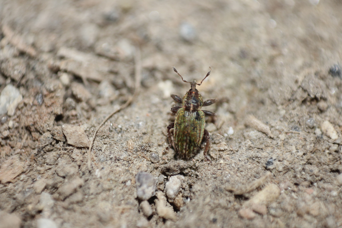 Hypera nigrirostris - pompás pikkelyesormányos