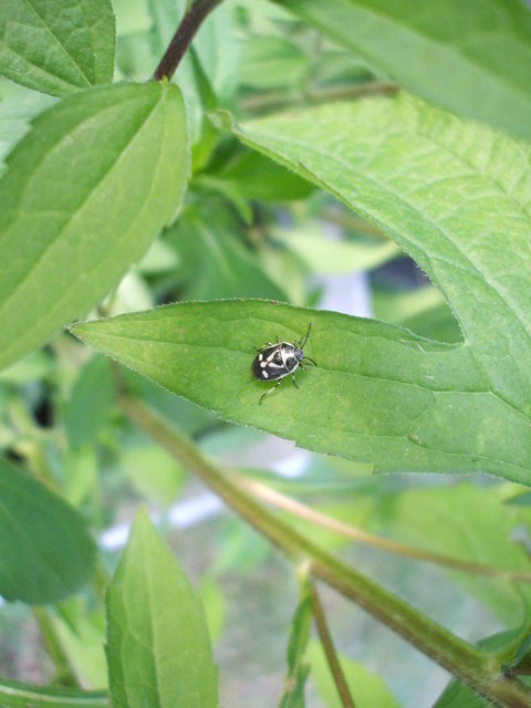 Eurydema oleracea - paréjpoloska Eurydema oleracea - paréjpoloska