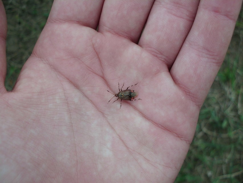 Deraeocoris olivaceus