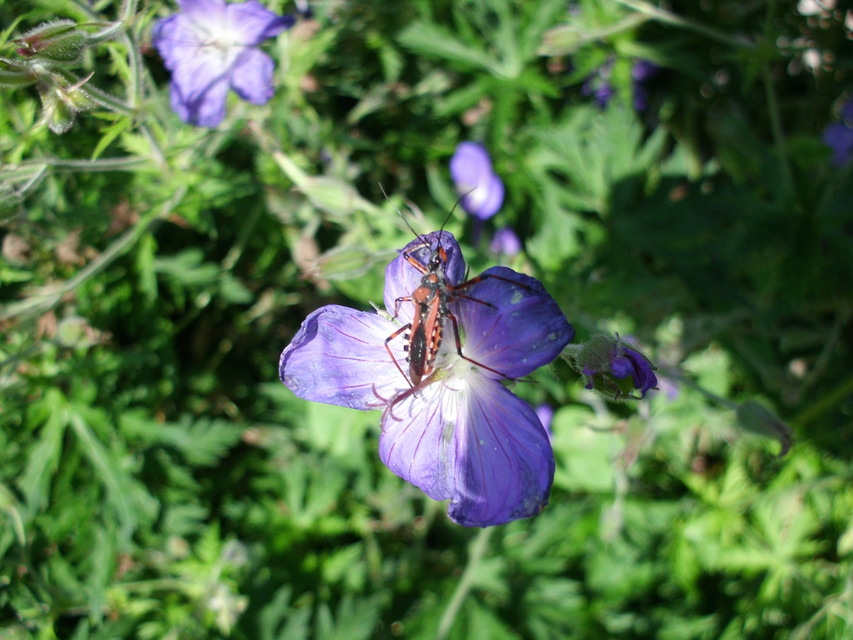 Rhynocoris iracundus - közönséges gyilkospoloska