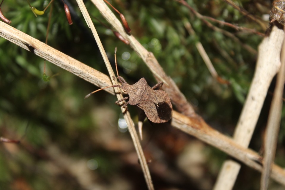 Coreus marginatus - közönséges karimáspoloska