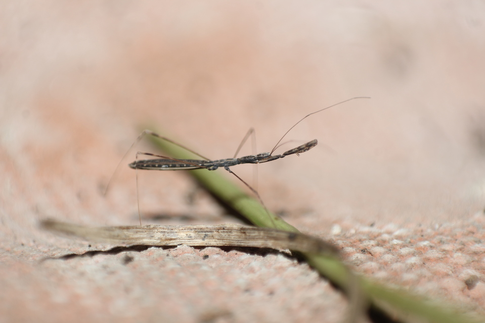 Metapterus caspicus