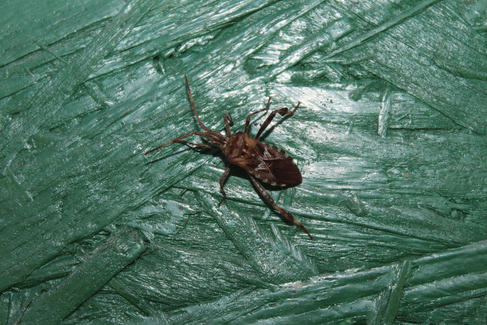 Leptoglossus occidentalis - nyugati levéllábú poloska Leptoglossus occidentalis - nyugati levéllábú poloska