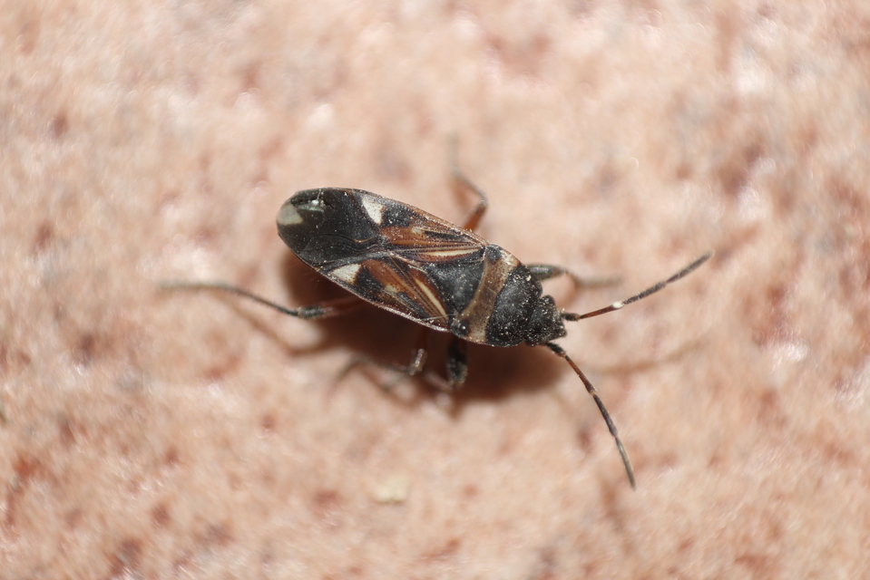 Raglius alboacuminatus - tarka díszesbodobács