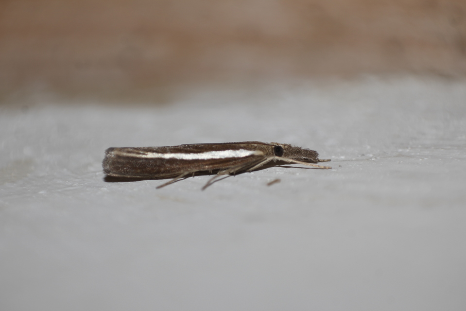 Agriphila