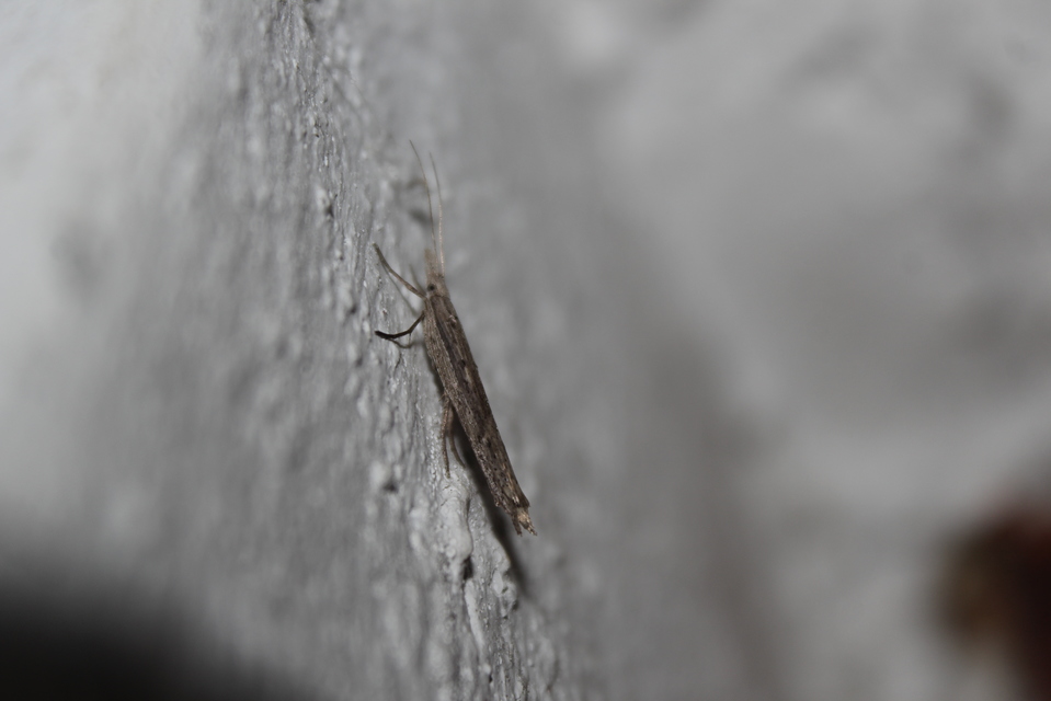 Ypsolopha mucronella - kecskerágómoly