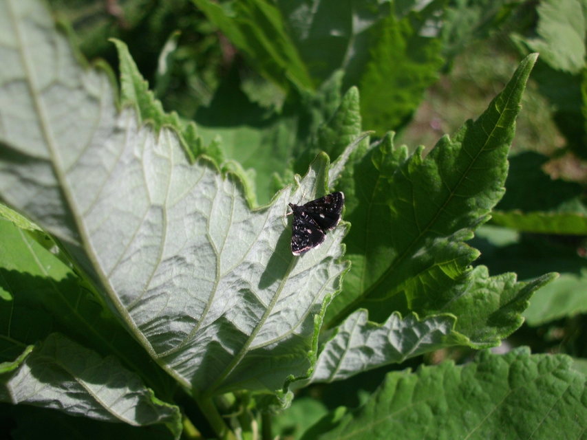 Heliothela wulfeniana - fényes kormosmoly
