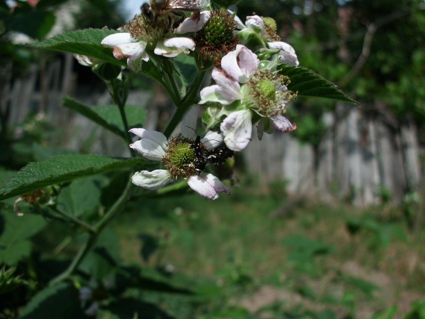 Thyris fenestrella - gyakori ablakosmoly