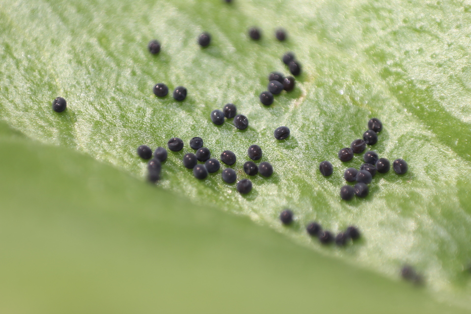 Triodia sylvina - kis gyökérrágólepke