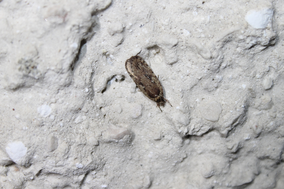Agonopterix ciliella/heracliana