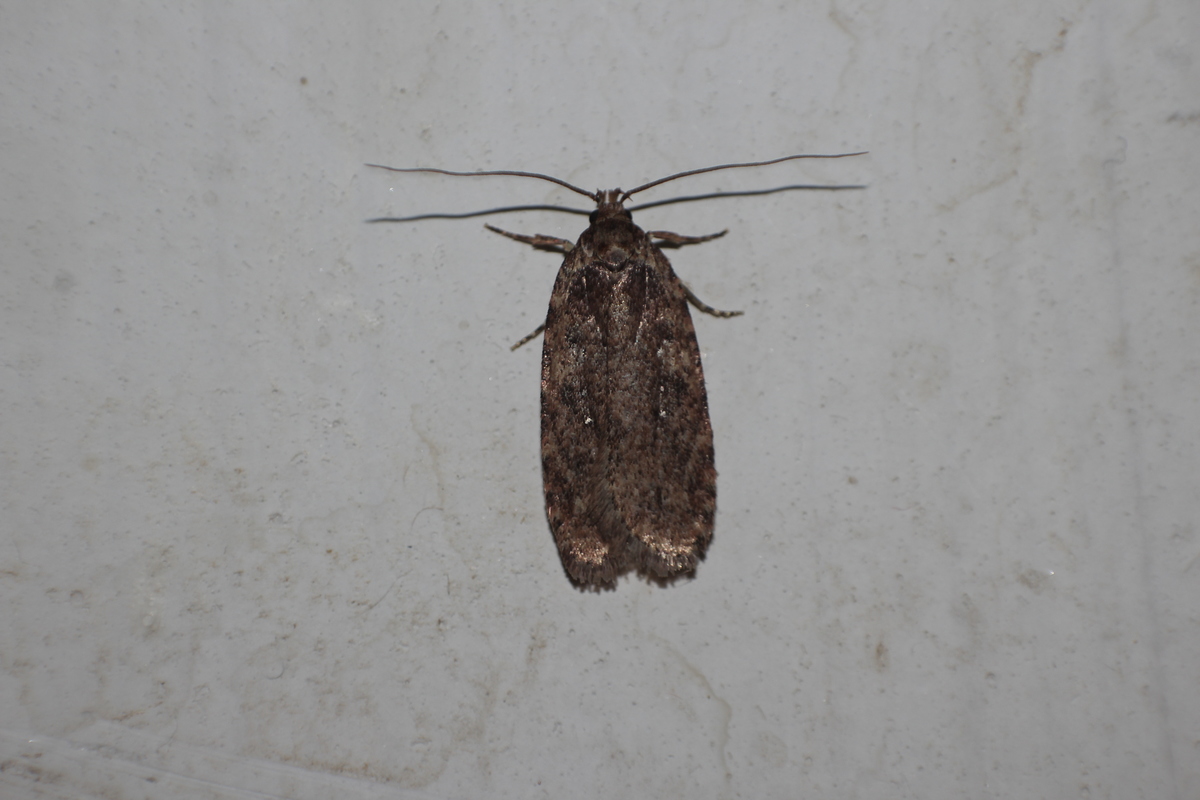 Agonopterix ciliella/heracliana