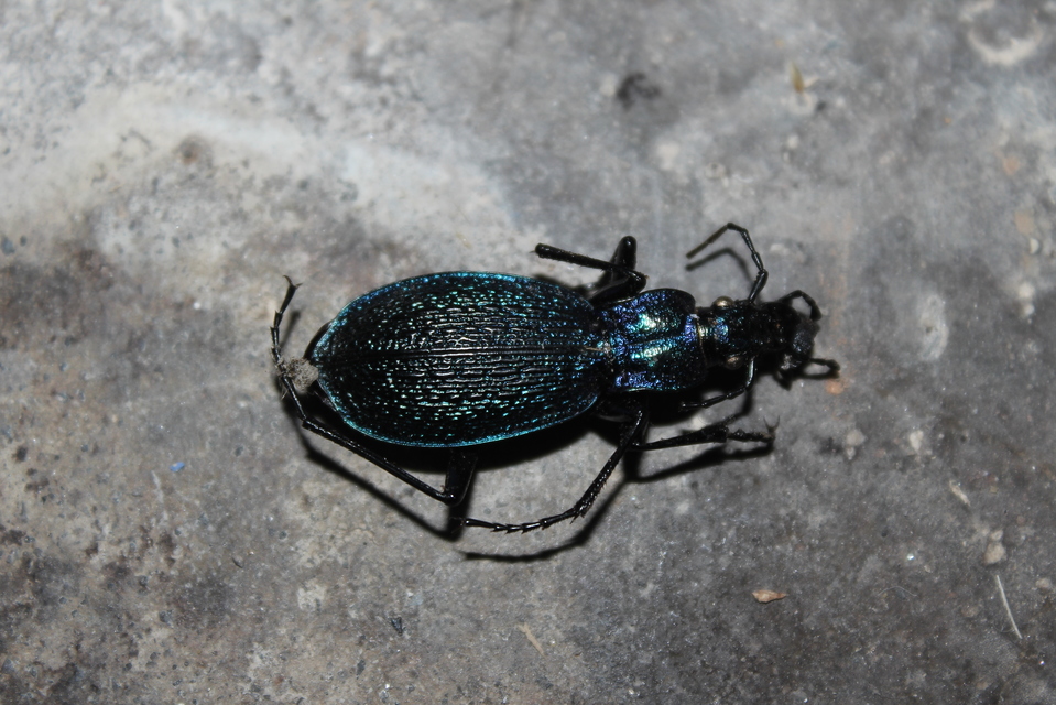 Carabus intricatus - kék laposfutrinka