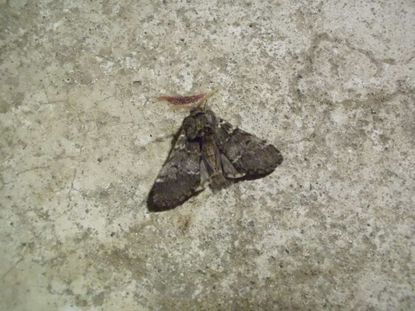Drymonia ruficornis - cserfa-púposszövő