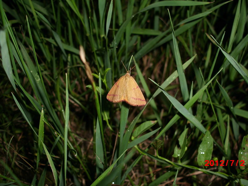 Lythria purpuraria - bíborsávos araszoló