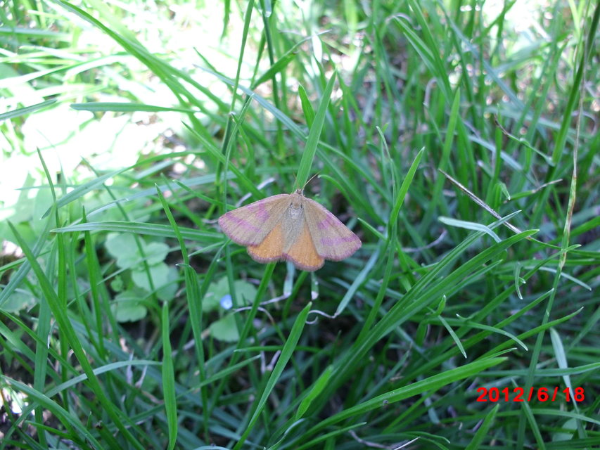 Lythria purpuraria - bíborsávos araszoló