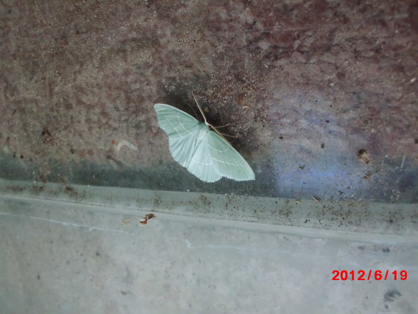 Hemistola chrysoprasaria - kékes zöldaraszoló