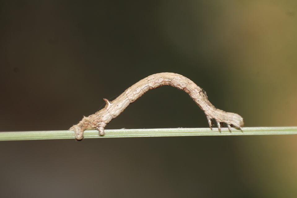 Angerona prunaria - sárga kökényaraszoló