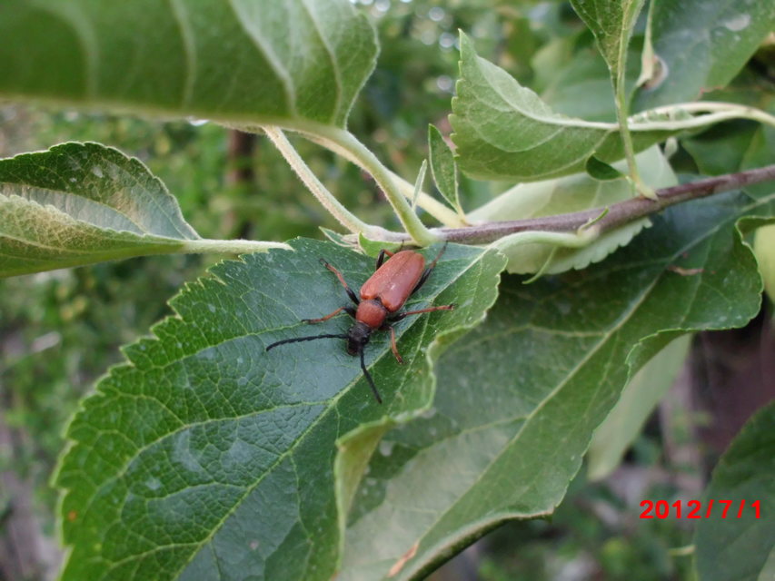 Stictoleptura rubra - vörös virágcincér