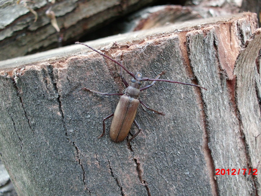 Aegosoma scabricorne - diófacincér