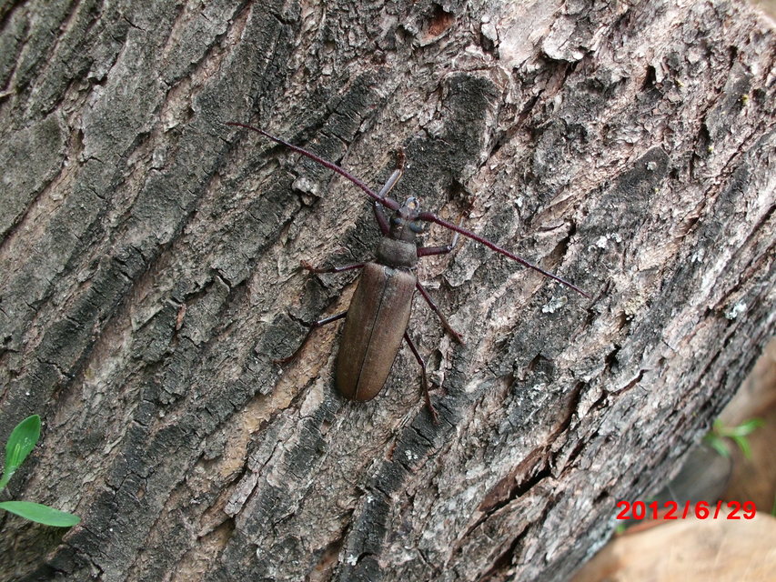 Aegosoma scabricorne - diófacincér