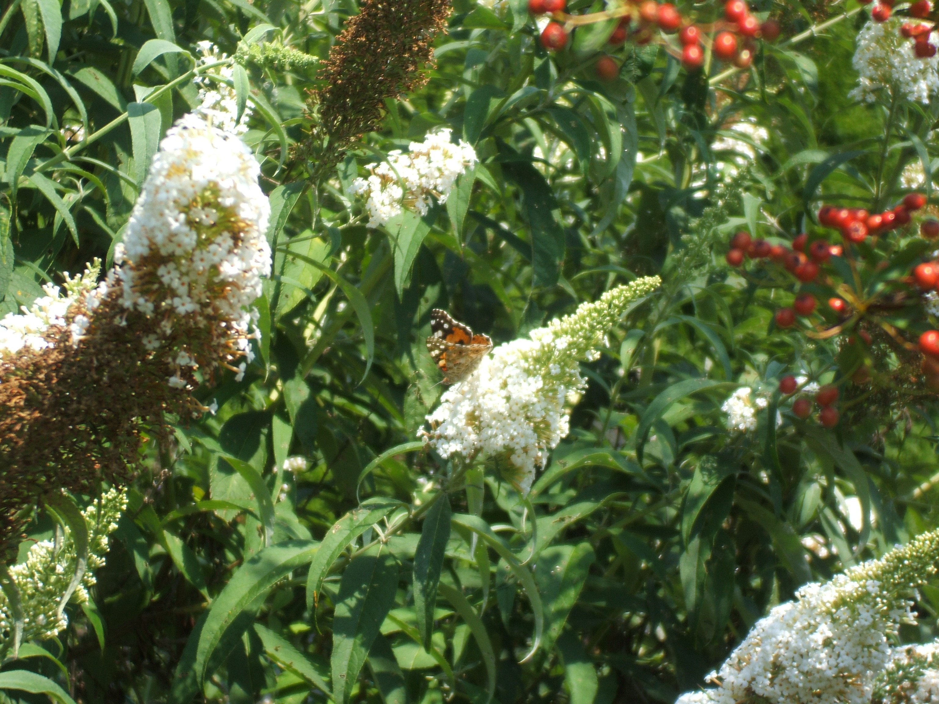 Vanessa cardui - bogáncslepke