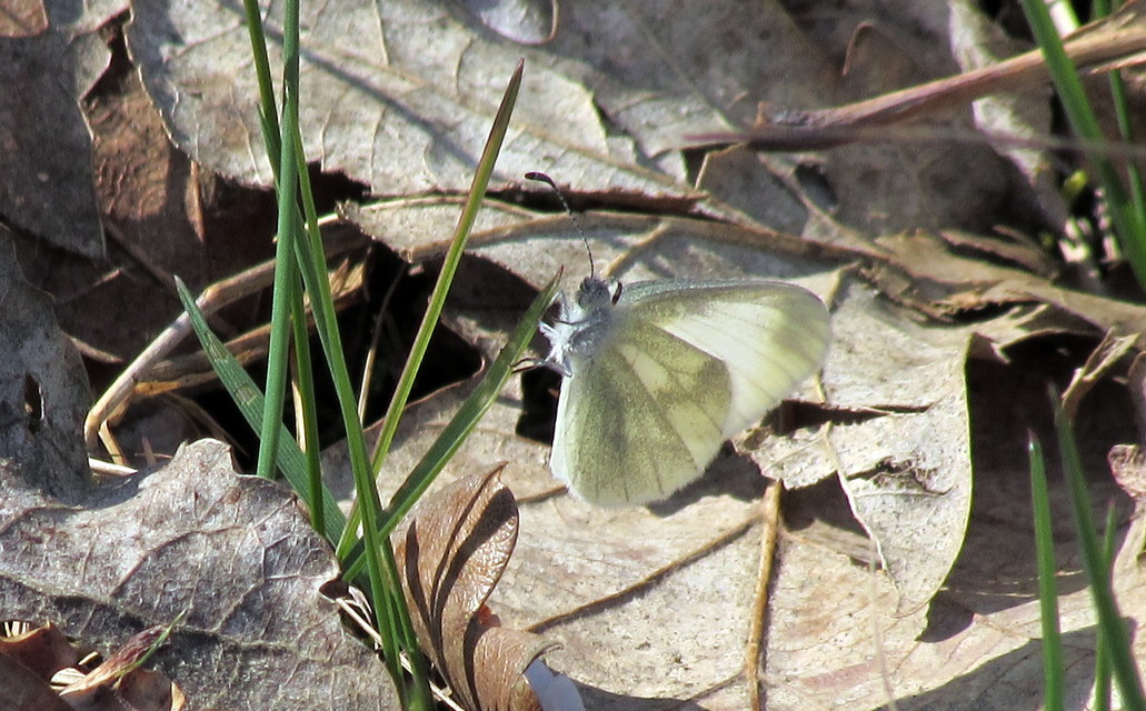 Leptidea sinapis - mustárlepke