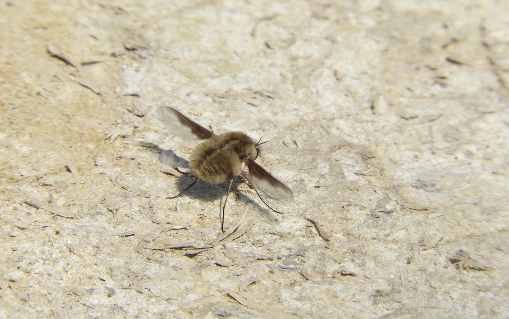 Bombylius major - szegélyes pöszörlégy