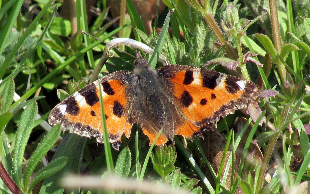 Nymphalis urticae - kis rókalepke