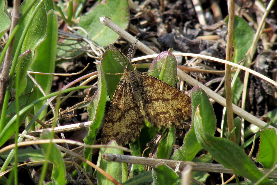 Ematurga atomaria - barna rétiaraszoló