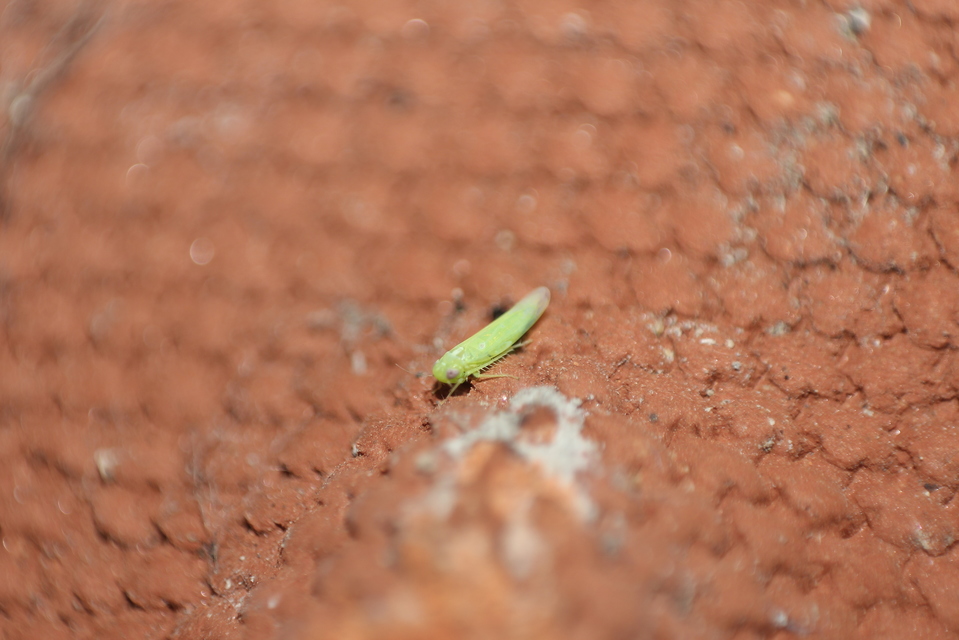 Cicadellidae - mezeikabócák