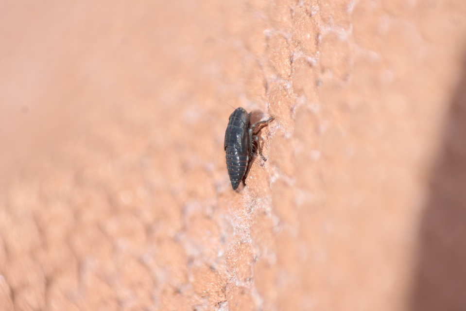 Cicadellidae - mezeikabócák