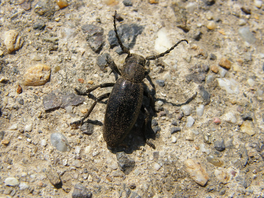 Dorcadion aethiops - fekete gyalogcincér