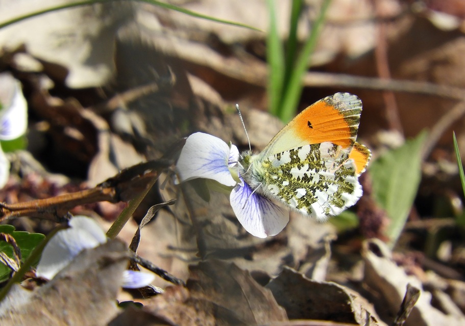 Anthocharis cardamines - hajnalpírlepke
