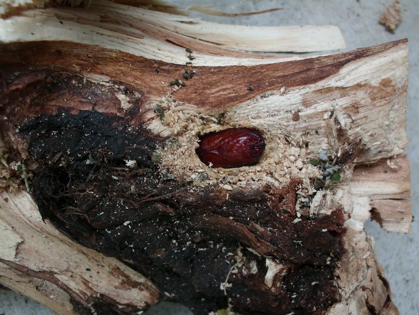 Cossus cossus - fűzfarontólepke