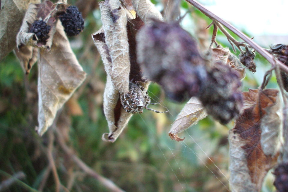 Araneus diadematus - koronás keresztespók Araneus diadematus - koronás keresztespók