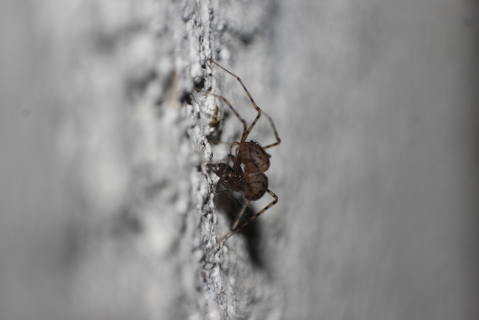 Scytodes thoracica - közönséges csupaszpók