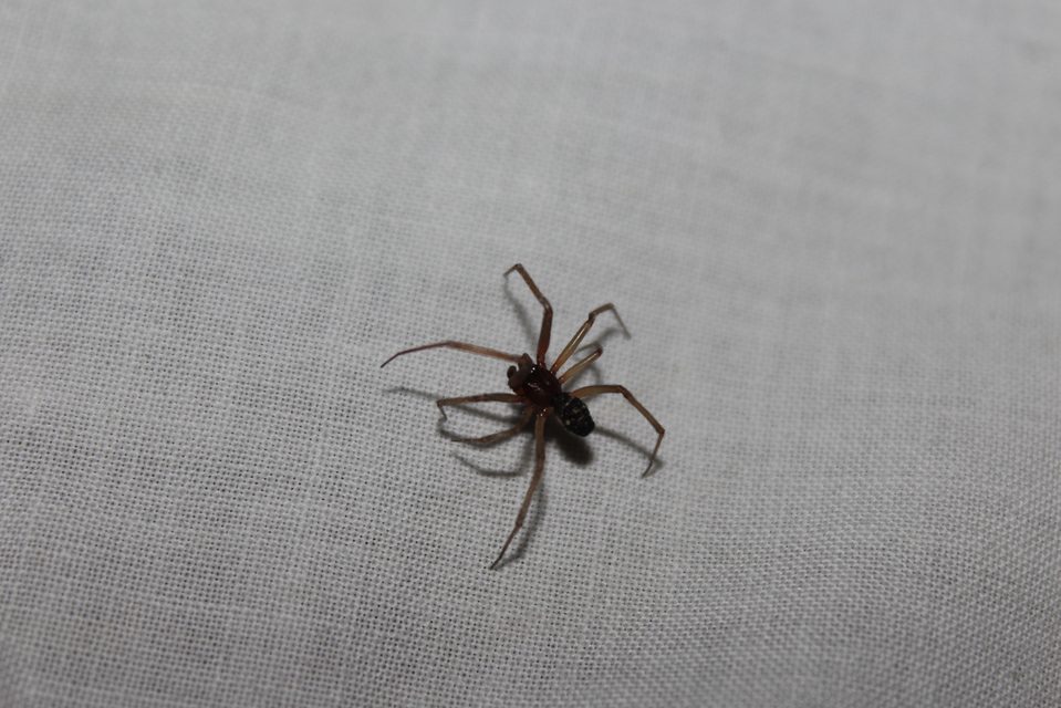 Steatoda grossa - nagy faggyúpók
