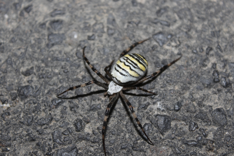 Argiope bruennichi - darázspók