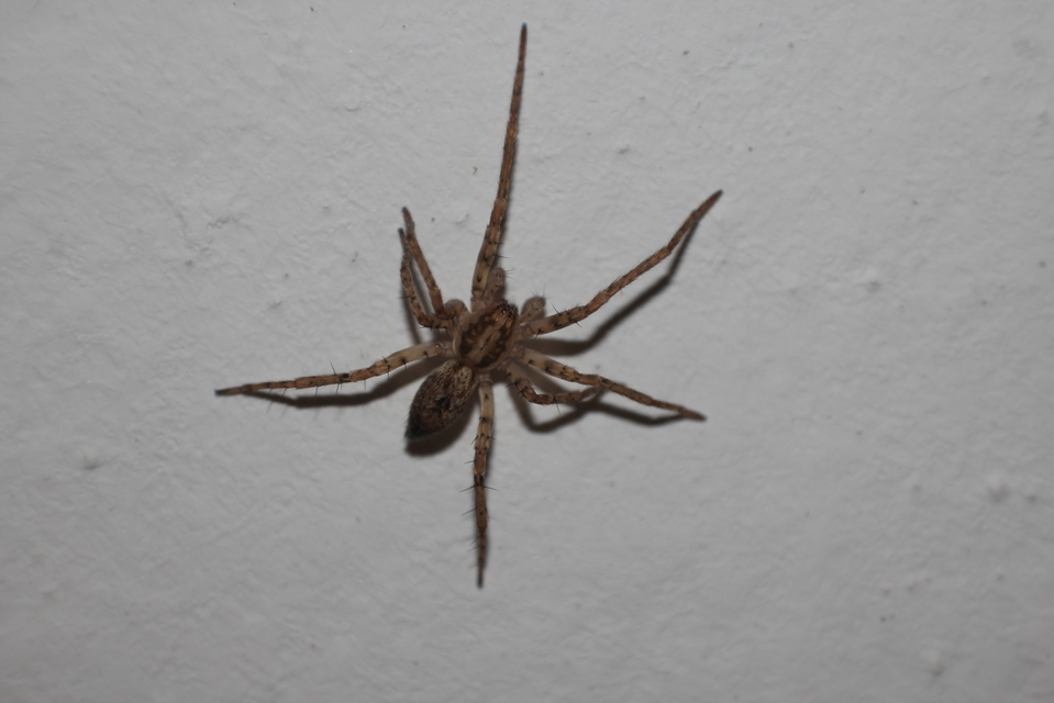 Anyphaena accentuata - jegyespók