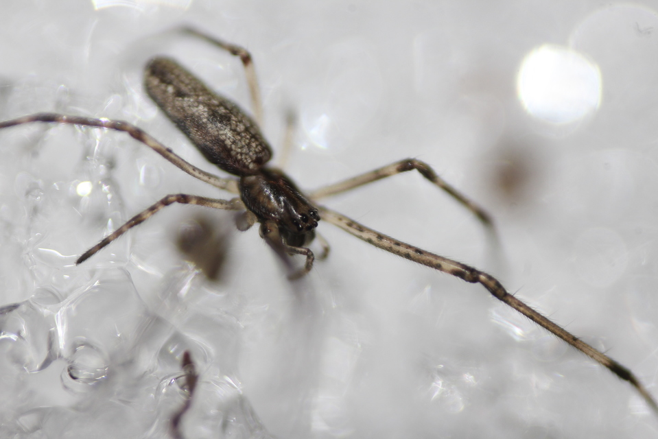 Tetragnatha