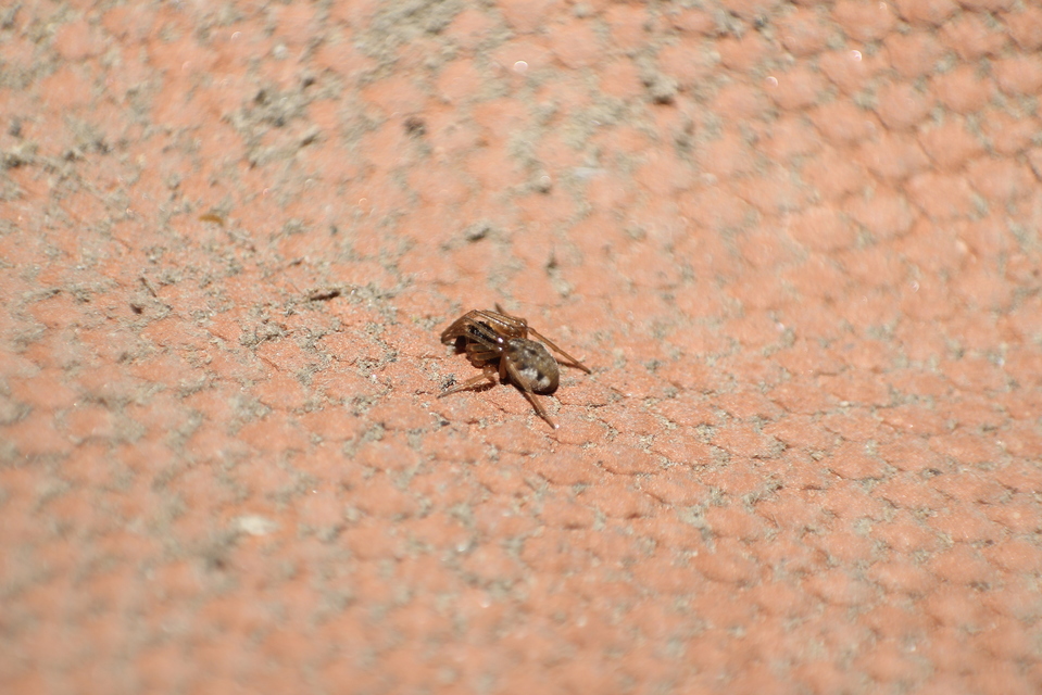 Pachygnatha