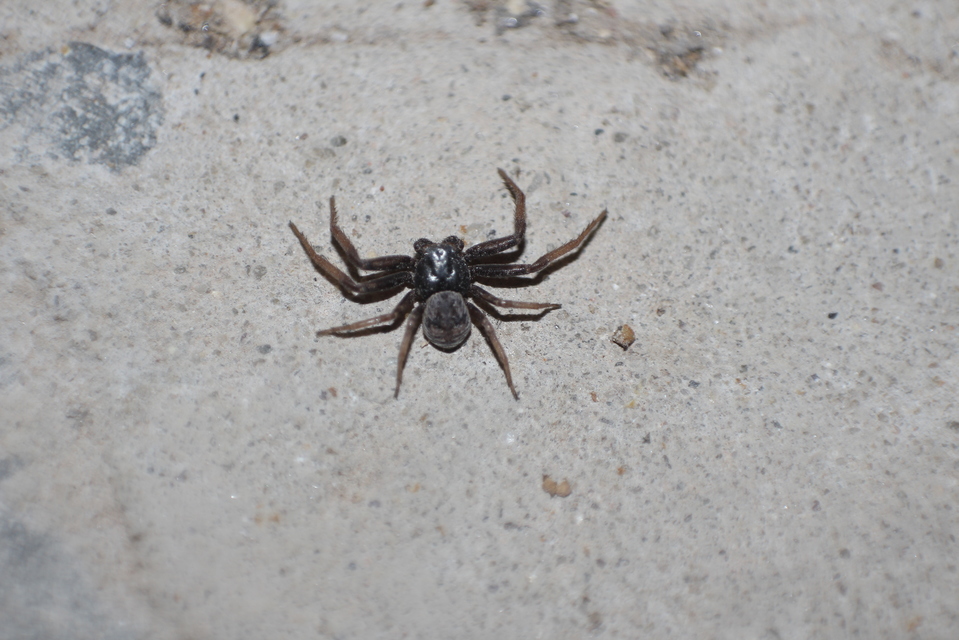 Coriarachne depressa