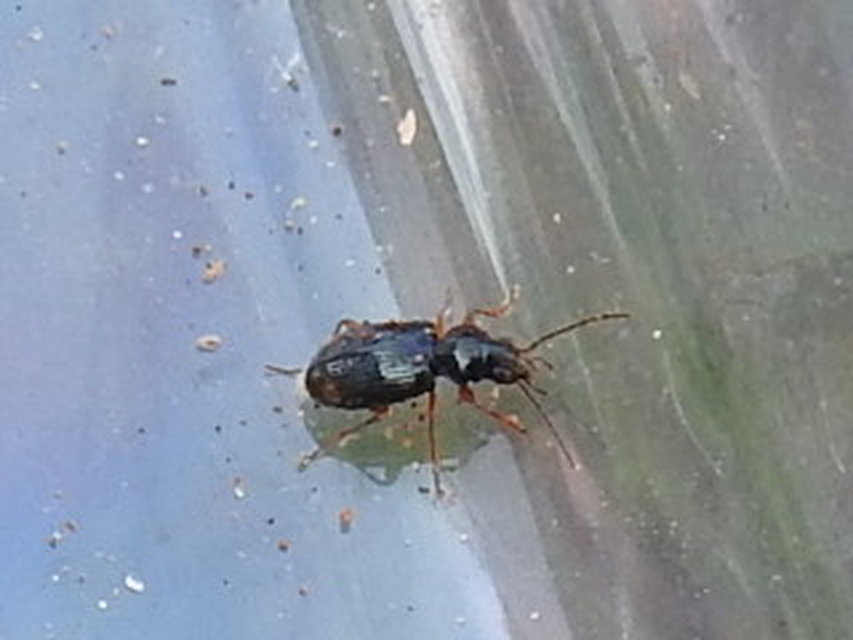 Bembidion inoptatum - kereknyakú gyorsfutó