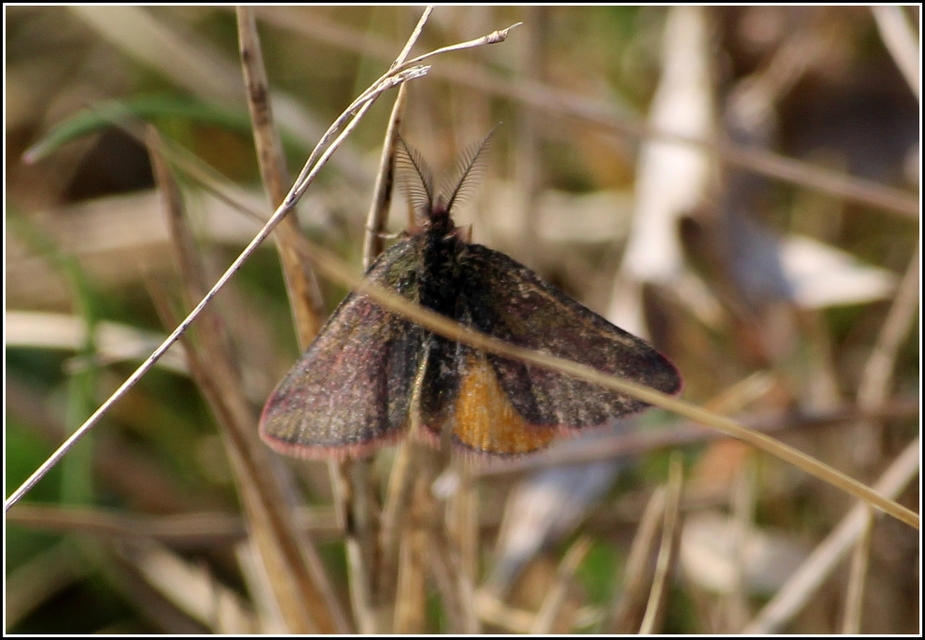Lythria cruentaria - bíborcsíkos araszoló