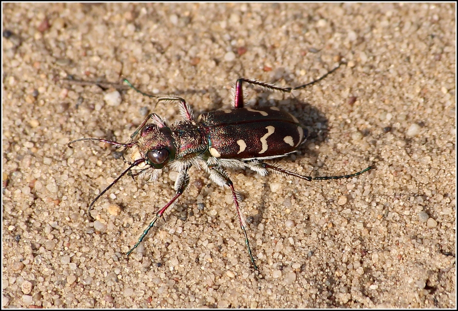 Cicindela soluta pannonica - pannon homokfutrinka